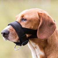 Uzpurnis suņiem - Trixie Muzzle Loop, Nylon, M- L, Neck Strap: 22-30cm, Snout Strap: 30-18 cm